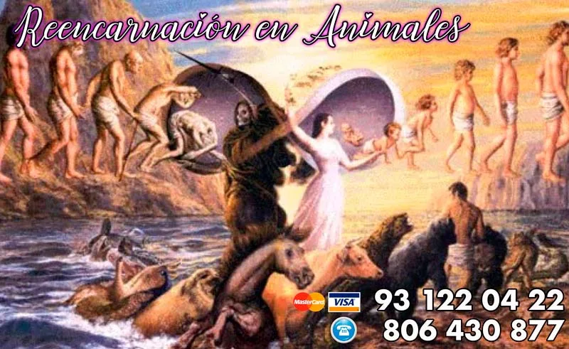 ¿Existe la reencarnación en los animales? Lo que dicen las tradiciones