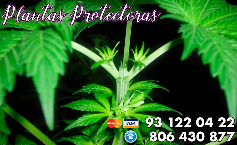 Plantas protectoras contra el mal de ojo: guía práctica