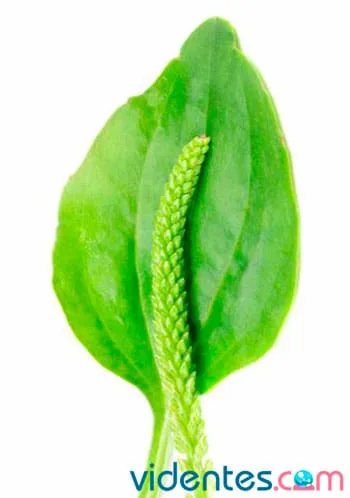 Hojas y espiga de llantén, planta silvestre de propiedades medicinales