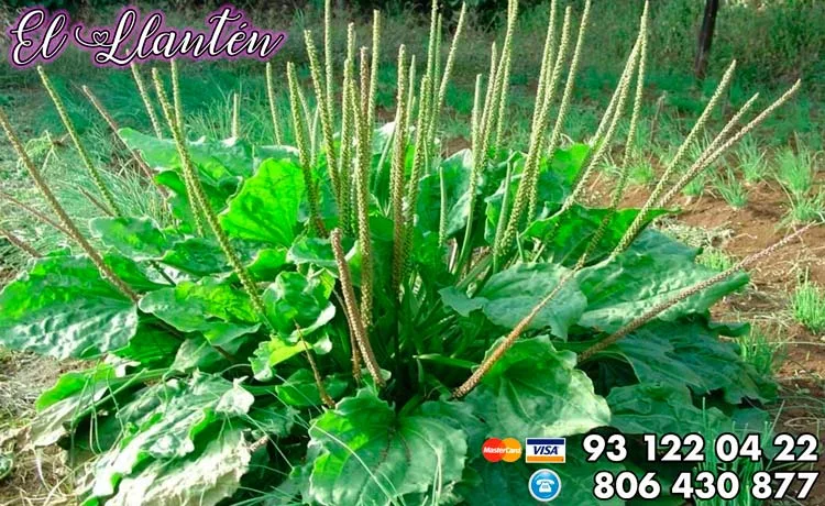 El llantén: propiedades medicinales y usos mágicos de una planta común