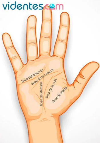 Mano con las tres líneas principales de la quiromancia señaladas: vida, cabeza y corazón